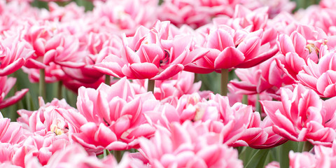 fluffy red tulips with white border in the field or in the garden