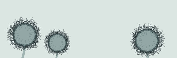 panorama_three anthracite-colored dandelions by jziprian