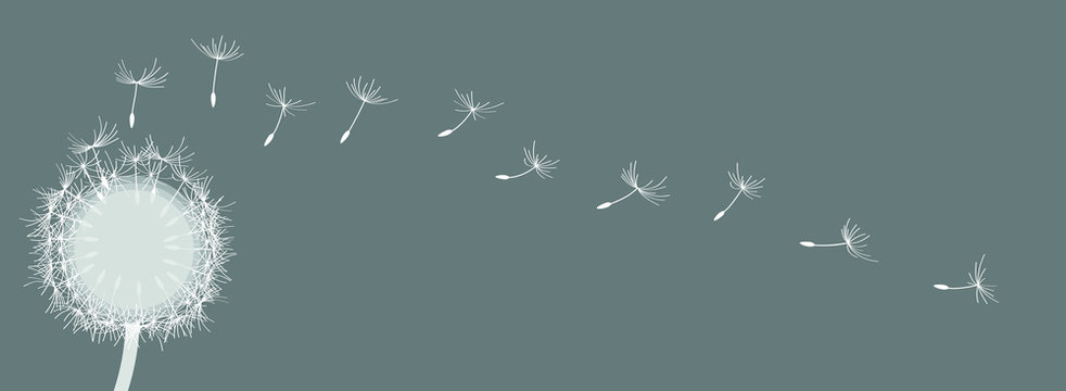 panorama_one white dandelion with seeds by jziprian