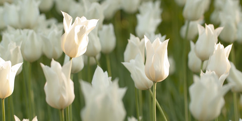 beautiful white closed tulips in the spring sunny park or in the field