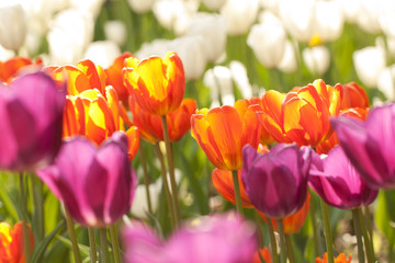 bright lilac, white and orange tulips in a sunny field or in the garden