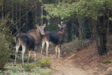 Mammal - bull moose (Alces)