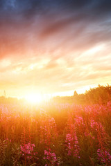 Pink Ivan-tea Or Epilobium Herbal Tea On Sunset Field, Close-Up. Flowers Of Rosebay Willowherb In The Sunset. - 239375527