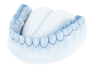 Morphology of mandibular human gum and teeth. Wire 3d model illustration