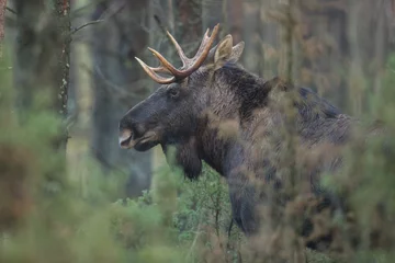 Mammal - bull moose (Alces)