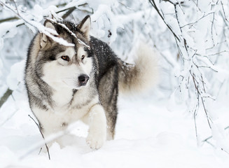 Alaskan Malamute dog on a winter