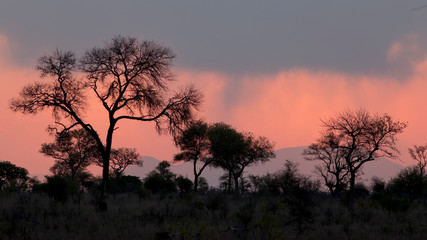 Fototapeta na wymiar sunset in kruger national park