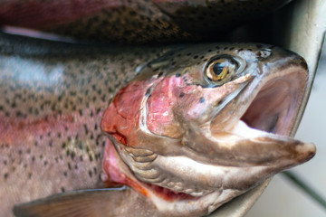 Caught raw trout close-up in the kitchen
