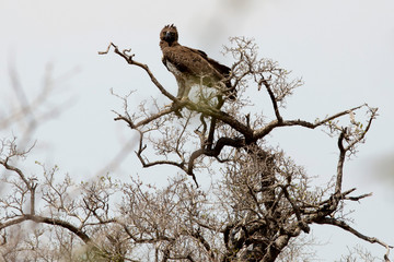 eagle in south africa, bird of prey