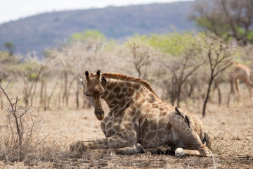 giraffs in south africa