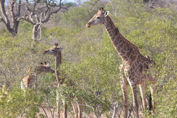 giraffs in south africa