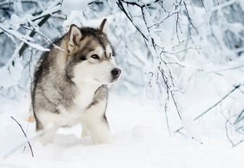 Alaskan Malamute dog on a winter