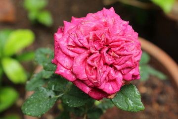 sunlight to ant's head