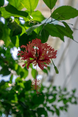Hibiscus schizopetalus beautiful pink orange flowers in bloom, ornamental amazing flowering plant, hanging flower