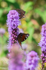 Agglais io butterfly on Liatris spicata purple flower in bloom, ornamental flowering plant