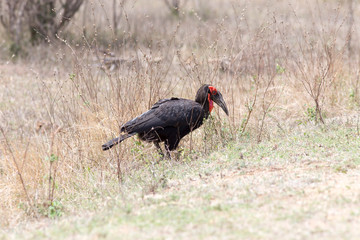 bird in south africa