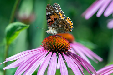 Vanessa cardui sitting on Echinacea purpurea flowering plant, eastern purple coneflower in bloom