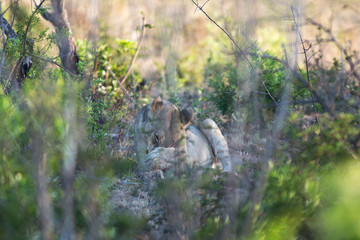 South Africa, female lion hiding behind trees