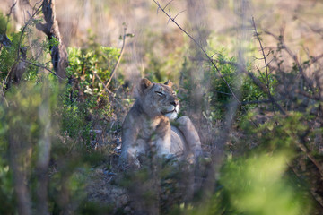 South Africa, female lion hiding behind trees