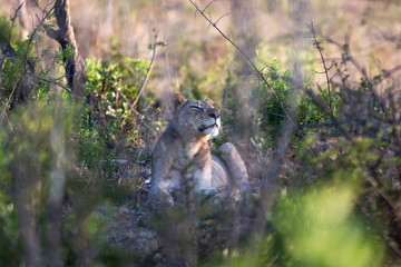 South Africa, female lion hiding behind trees