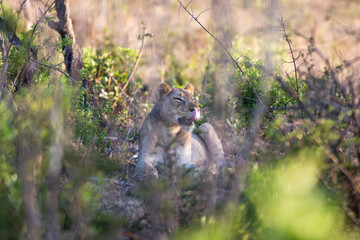 South Africa, female lion hiding behind trees