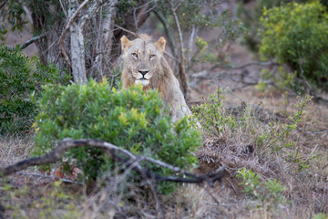 South Africa, young male lion from front