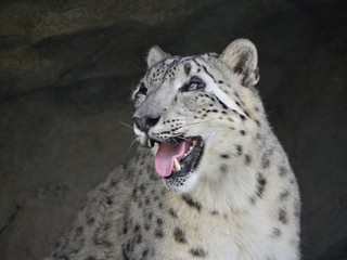 Close up of the head of a snow leopard with its tongue and fangs showing.