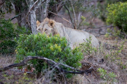 South Africa, young male lion from front
