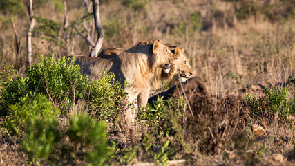 South Africa, two young male lions in profile