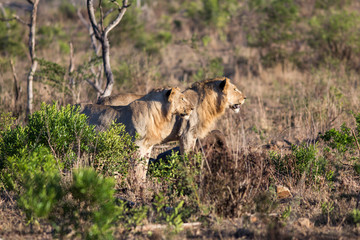 South Africa, two young male lions in profile