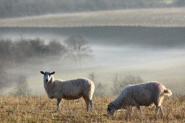 Two sheep grazing on a hill on a foggy morning