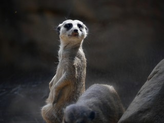 Side view shot of a meerkat looking to the front