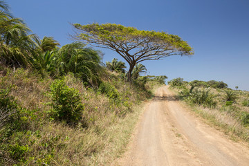 South Africa, single tree on road in south africa