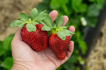 Seasonal fruit / harvest concept. Hands holding a big red juicy strawberries in the strawberry field of organic berry farm. Strawberry plants on background. Summer fruit. Bay of Plenty, New Zealand