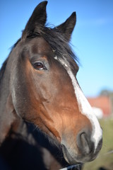 Obraz premium portrait of a horse