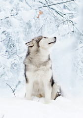 Alaskan Malamute dog on a winter