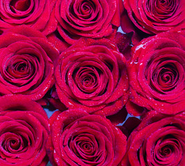 Red rose flower, petals. Bouquet of flowers, fresh red rose. Collage of red roses. Bouquet of fresh roses, flower bright background. A close up macro shot of a red rose. Flower shop