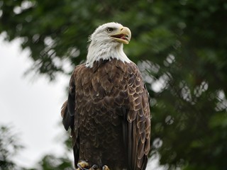 Bald eagle perched on a post, with looking slightly sideways to the right