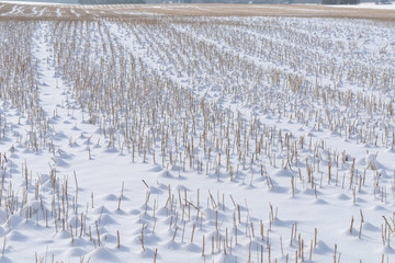Snowy reed field landscape. Natural winter background pattern.