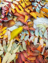 Autumn leaves - 239380152
