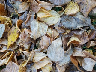 Autumn leaves - 239380318