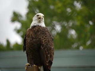 Wide shot of a bald eagle perched on a post, with bokeh in the background
