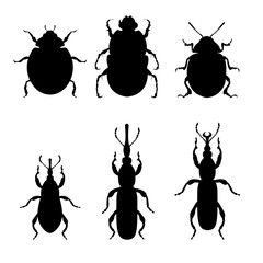 Agricultural insect pests