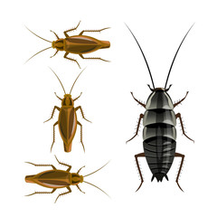 Oriental and german cockroaches