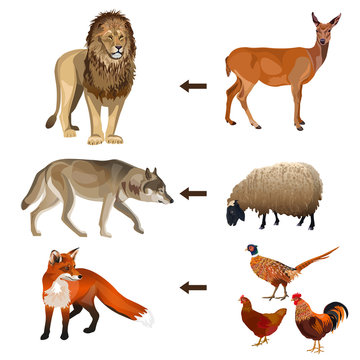 Food Chain Animals