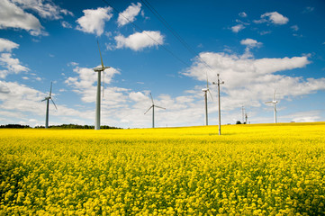 Ecological wind farm on a yellow rape field on a background of blue sky