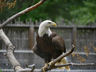 Wide shot of a bald eagle perched on a branch on alert position