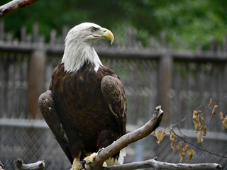 Medium close up of a bald eagle perched on a branch on alert position 