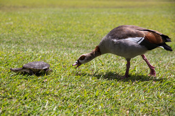 duck hunting tortiose