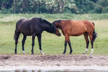 Pferde auf der Wiese